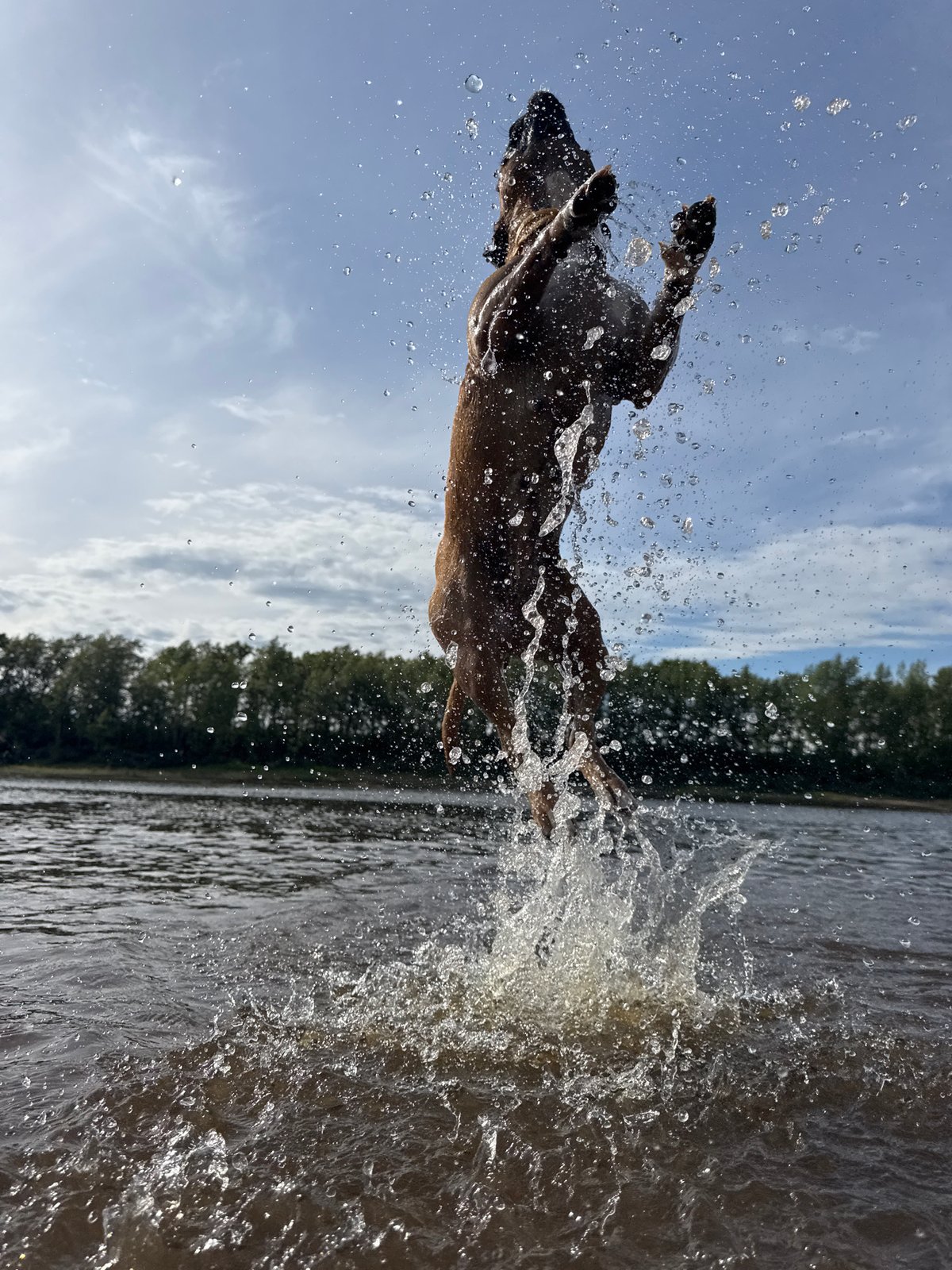 Dogs leaping in water and rose garden selfies in Chaikovsky