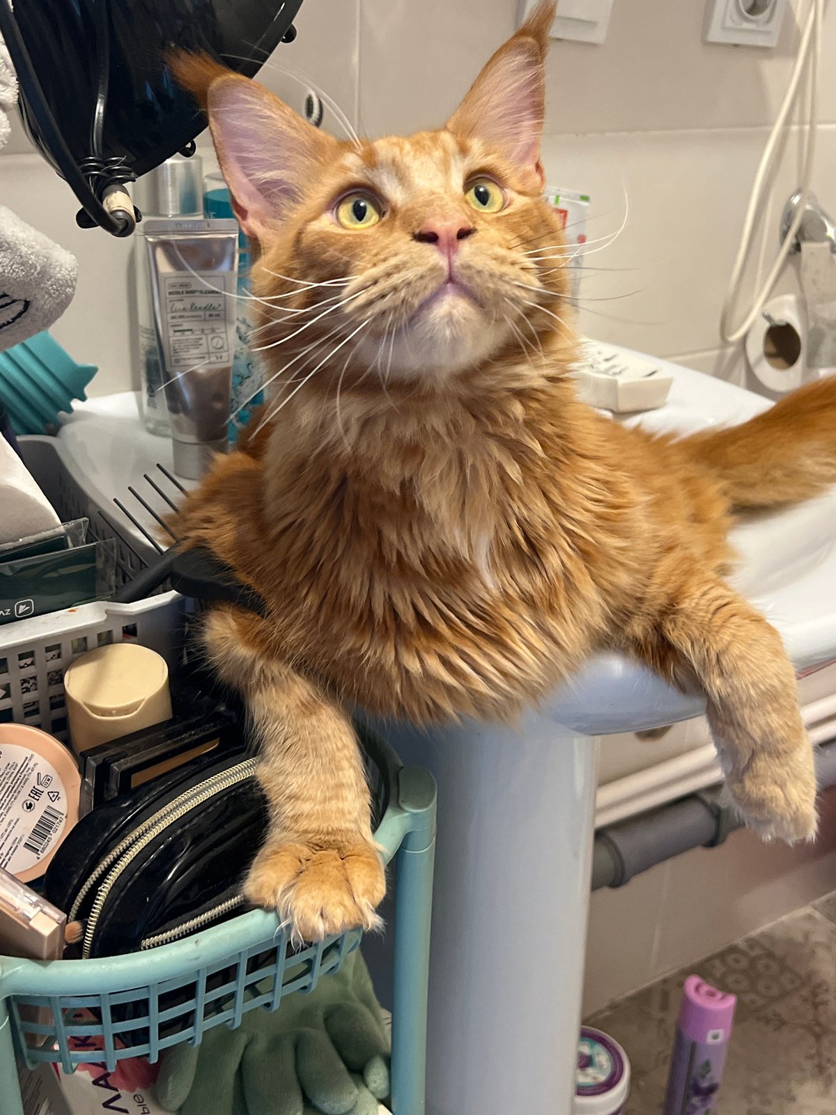 Orange cat perches on storage basket in Saint Petersburg