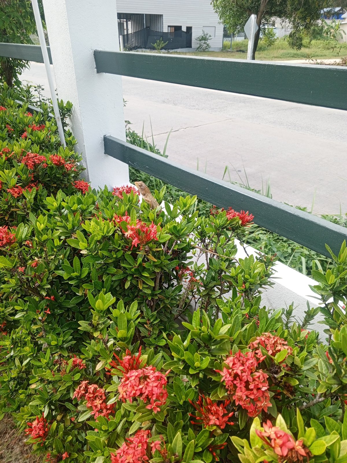 Brown lizard perched on a red-flowered green bush