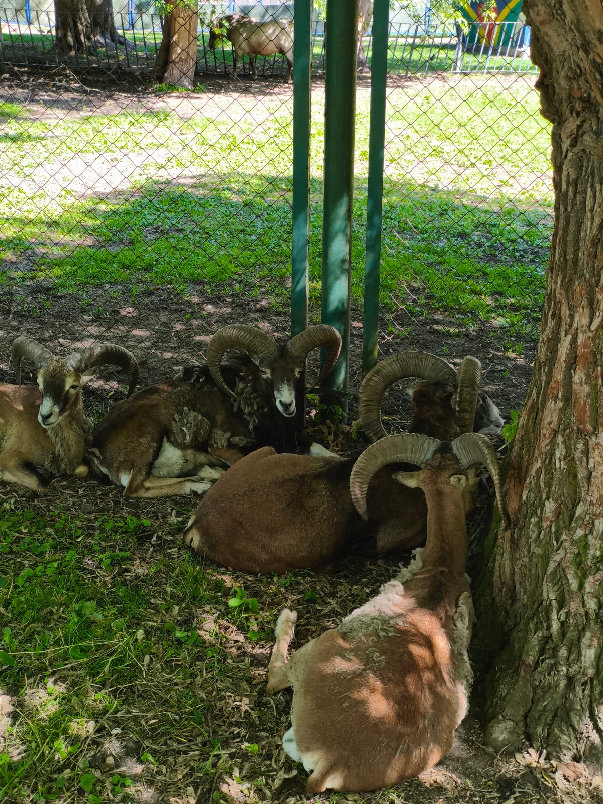 Afternoon at Ternopil Pond — water, wildlife, and park greenery
