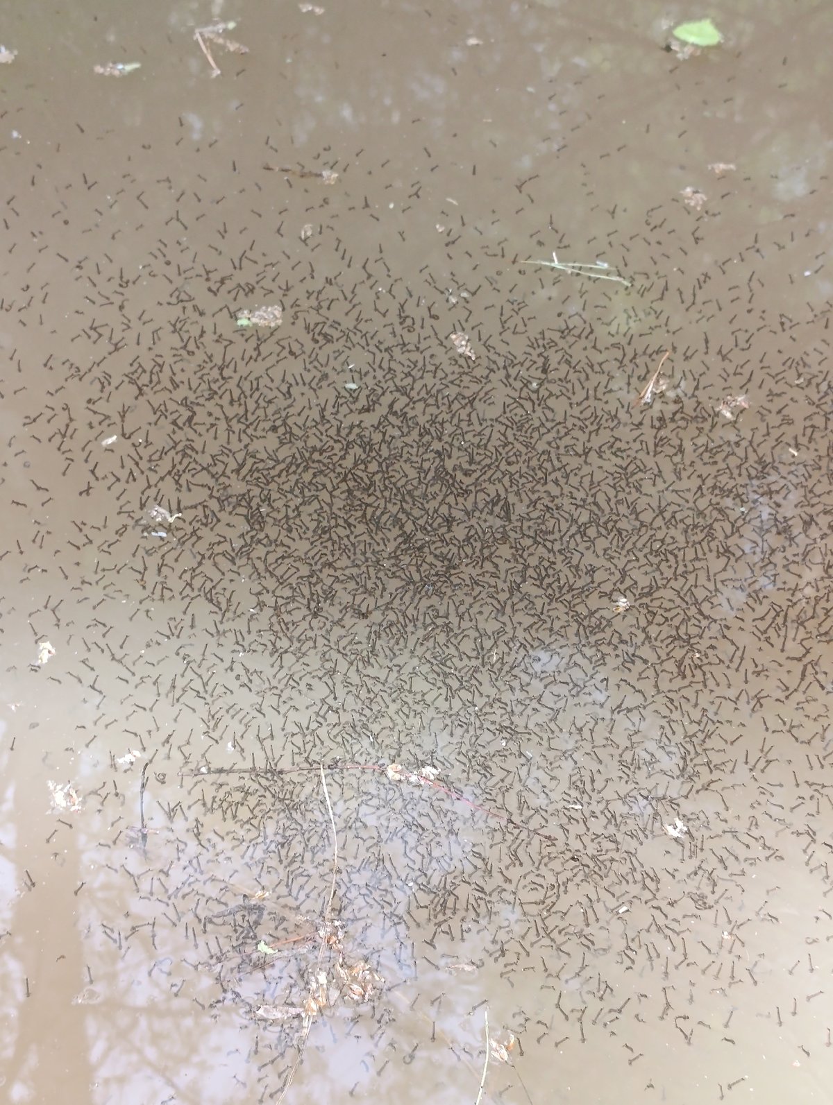 Spring forest life documented: wildflowers, mushrooms, mosquito larvae observed