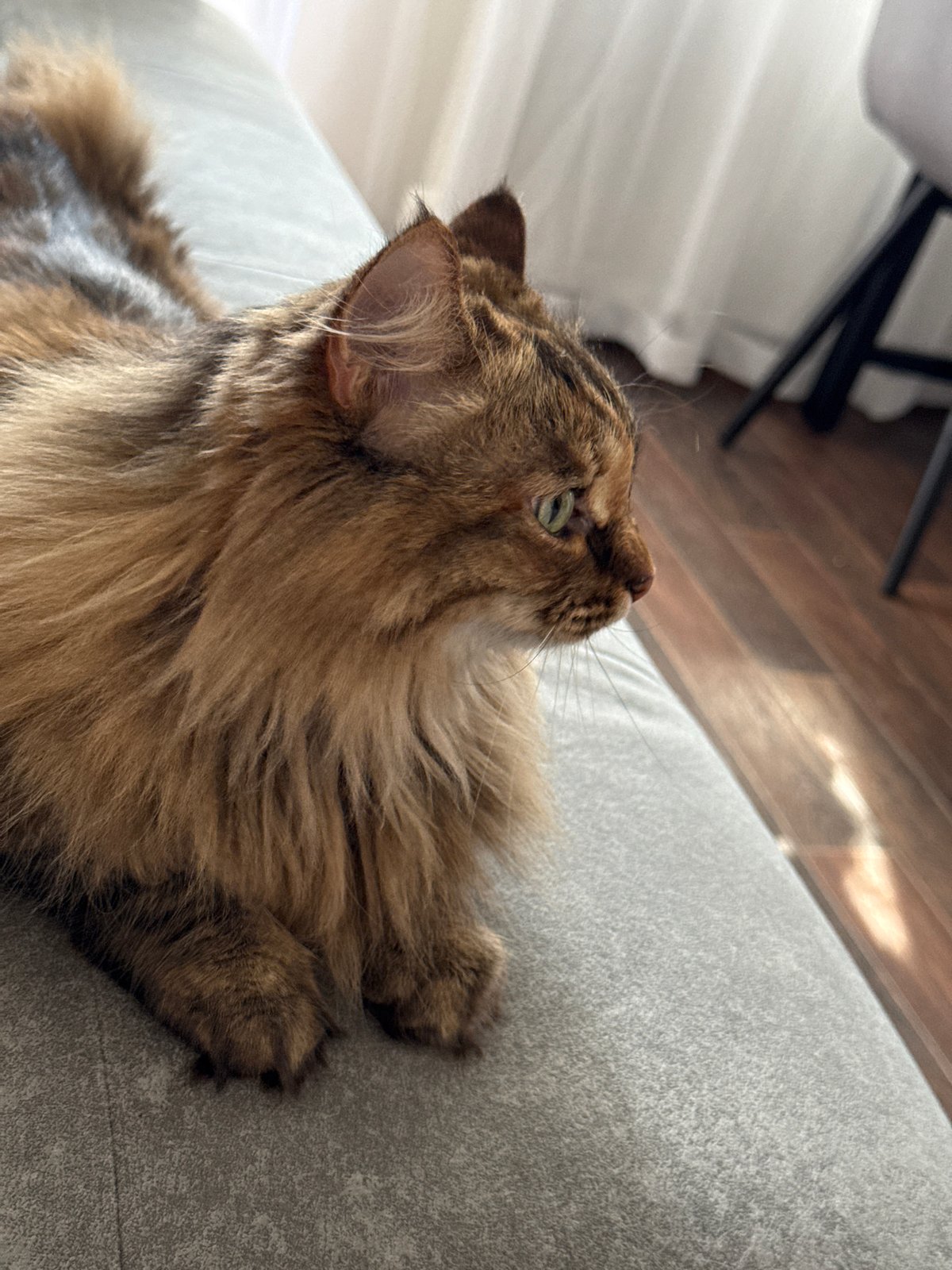 Cats and forest scenes documented in Votkinsk, Russia