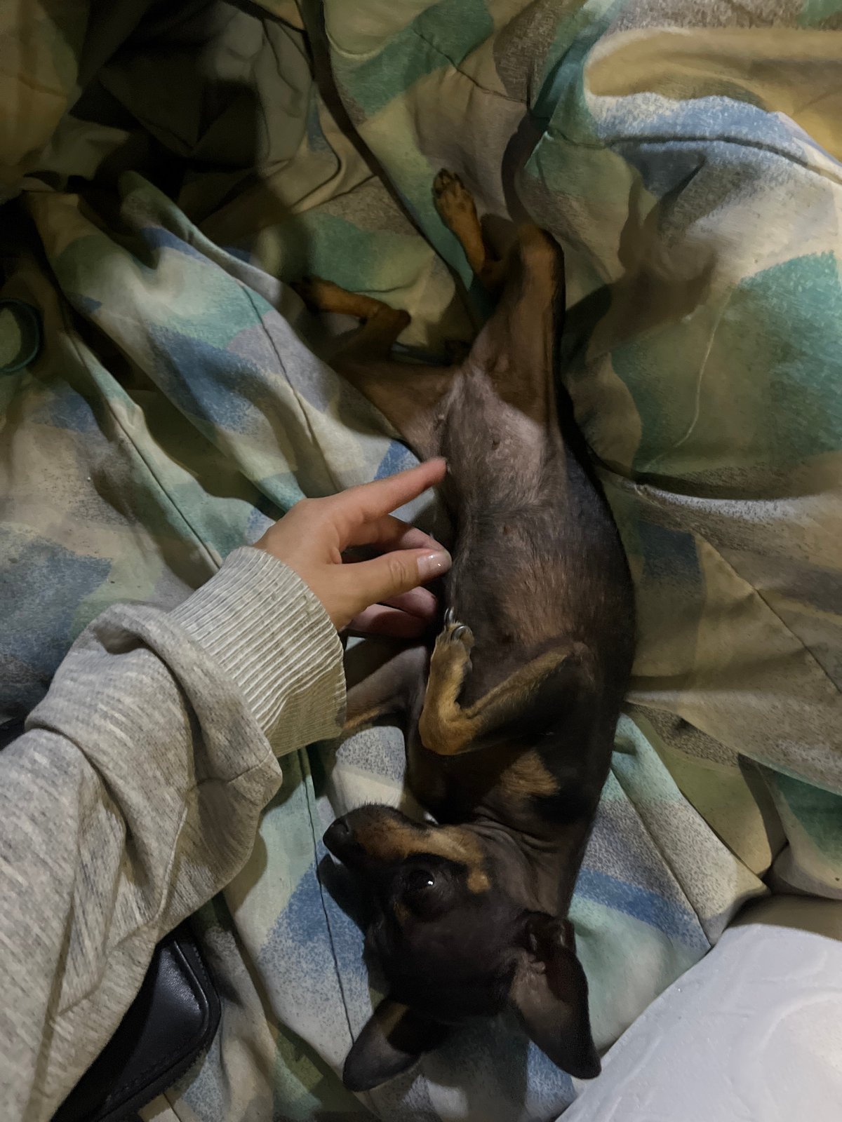 Late-night home life with two dogs in Juan Griego