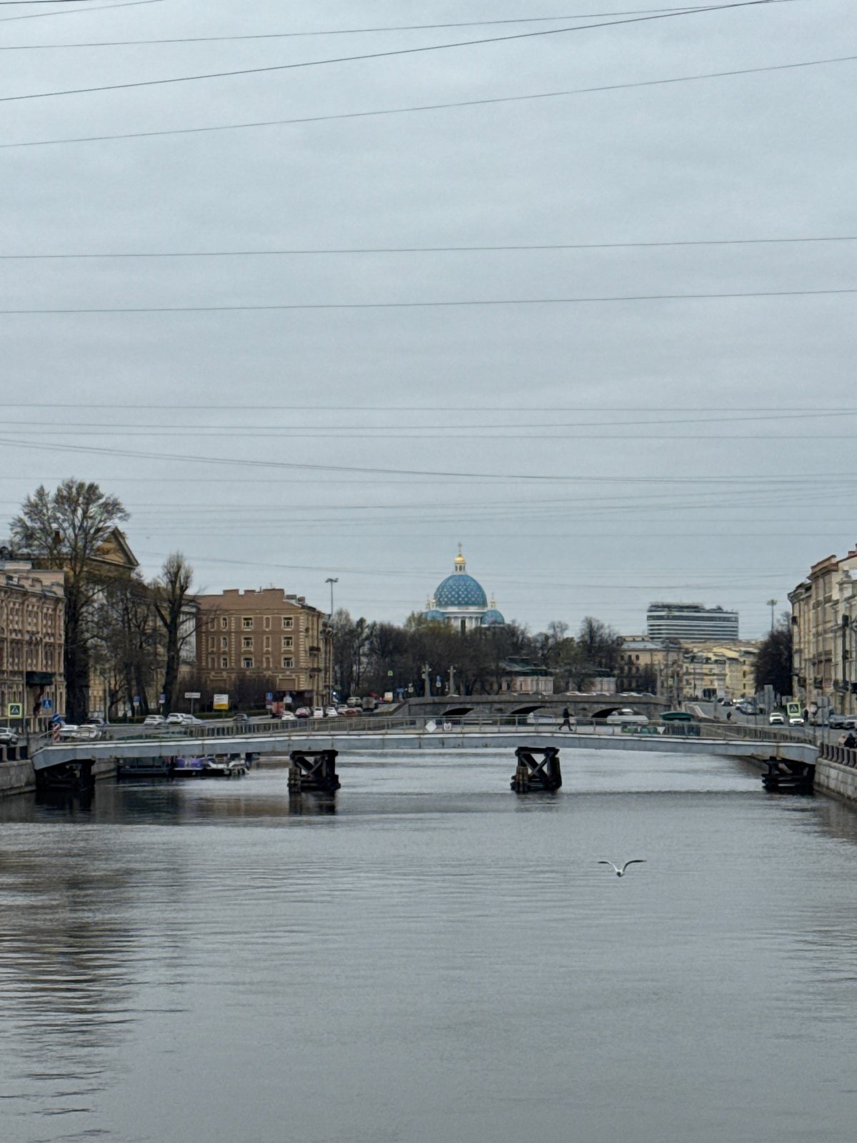 Seagull spotted walking near Saint Petersburg waterway under overcast skies