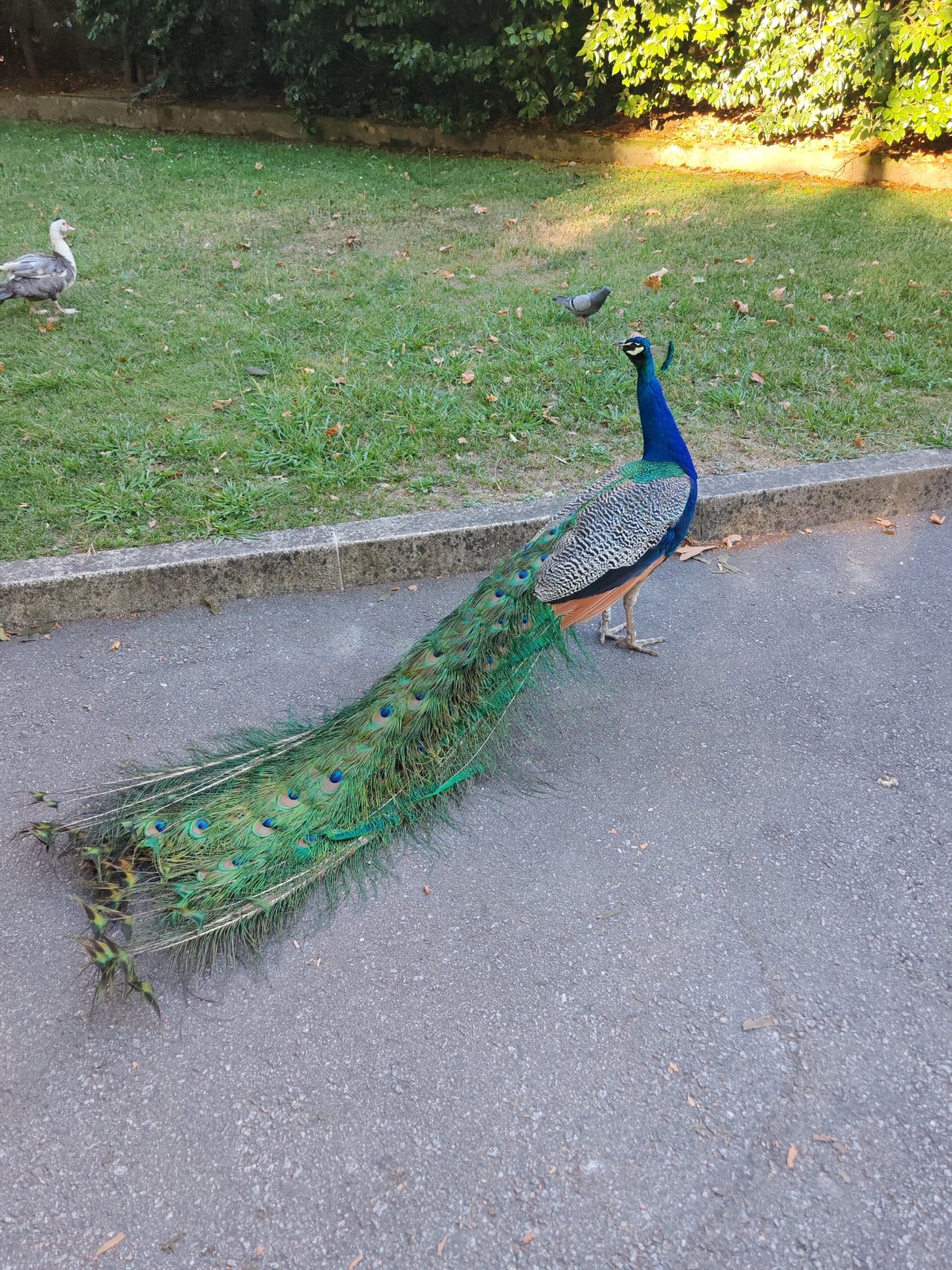 Peacock and roosters at large in Porto's Palácio de Cristal gardens