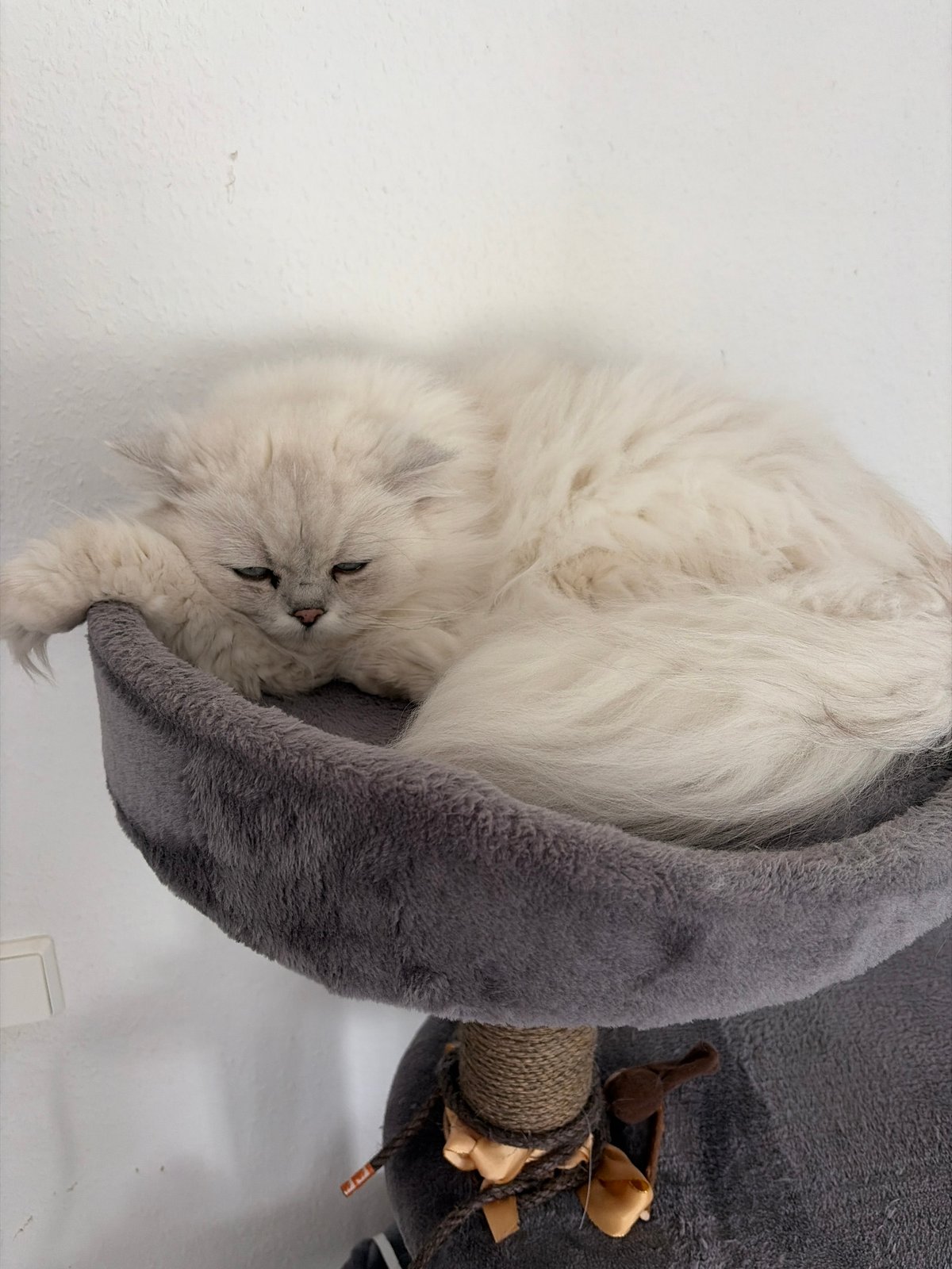White and grey cat cycles through its favorite resting spots