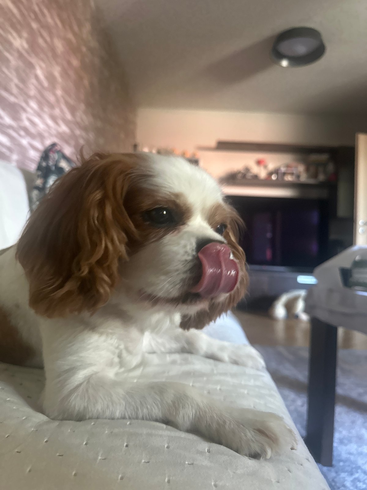 Dog on the couch, orchids on the sill — a Plovdiv home