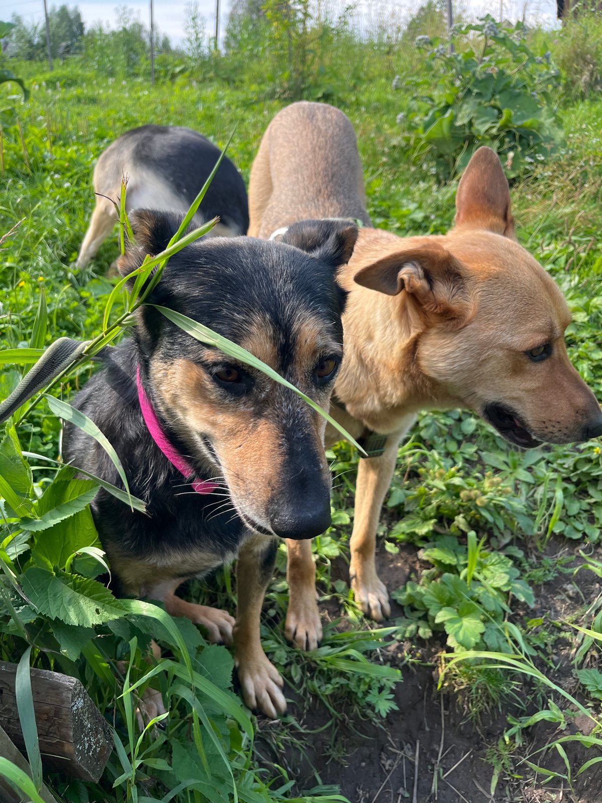 A big pack of dogs living their best day in Nizhny Tagil