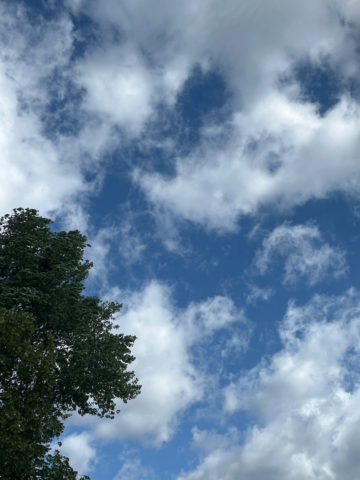 Looking up through Warsaw park trees on a cloudy summer morning