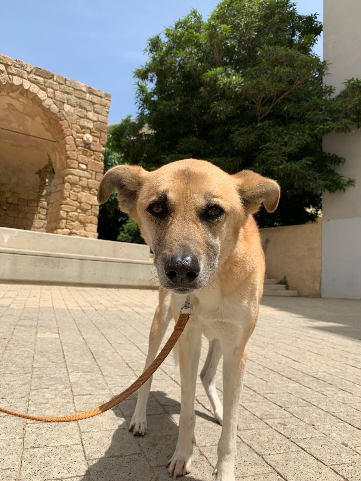 Curious tan dog spotted on Tel Aviv sidewalk