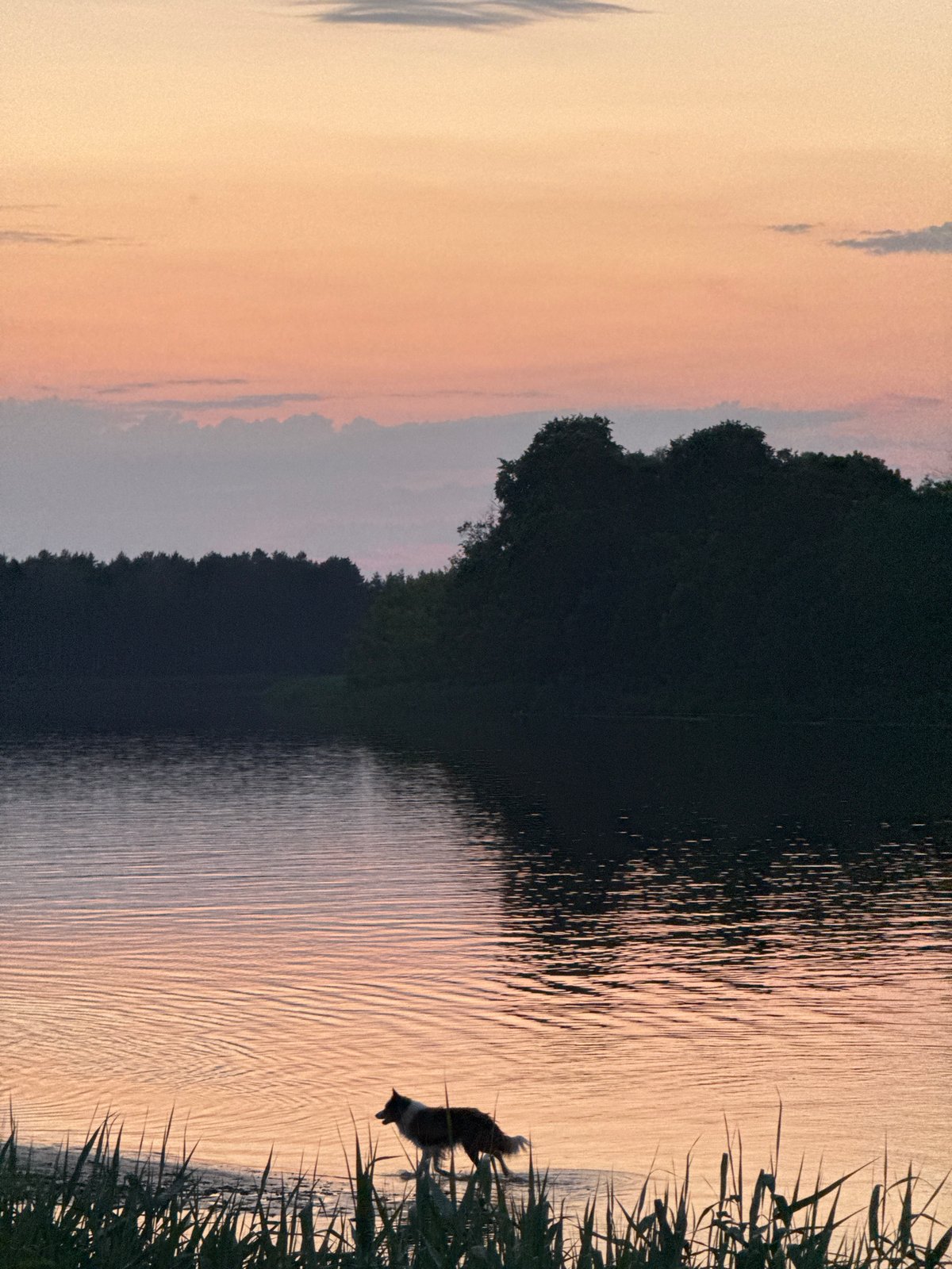 Dog wading at sunset on the Gauja River, Carnikava