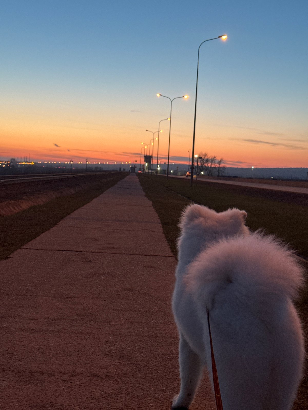 Evening dog walk captured during twilight in Chaikovsky, Russia