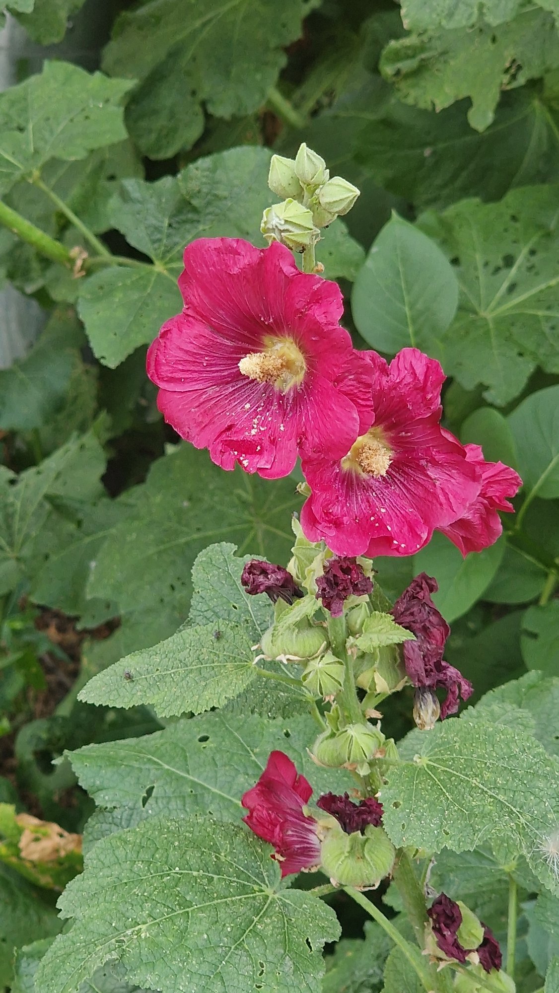 Summer afternoon in Kostanay: gardens, streets, and indoor keepsakes