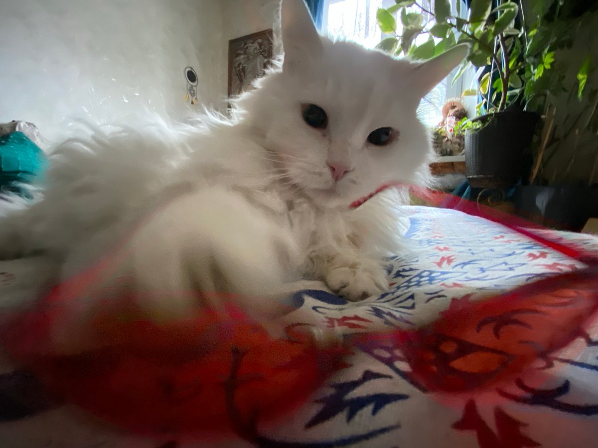White cat plays with red toy on bed in Khimki