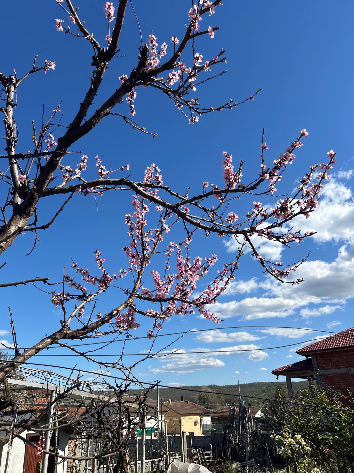 Spring scenes documented in Bulgarian village include blossoms, stonework