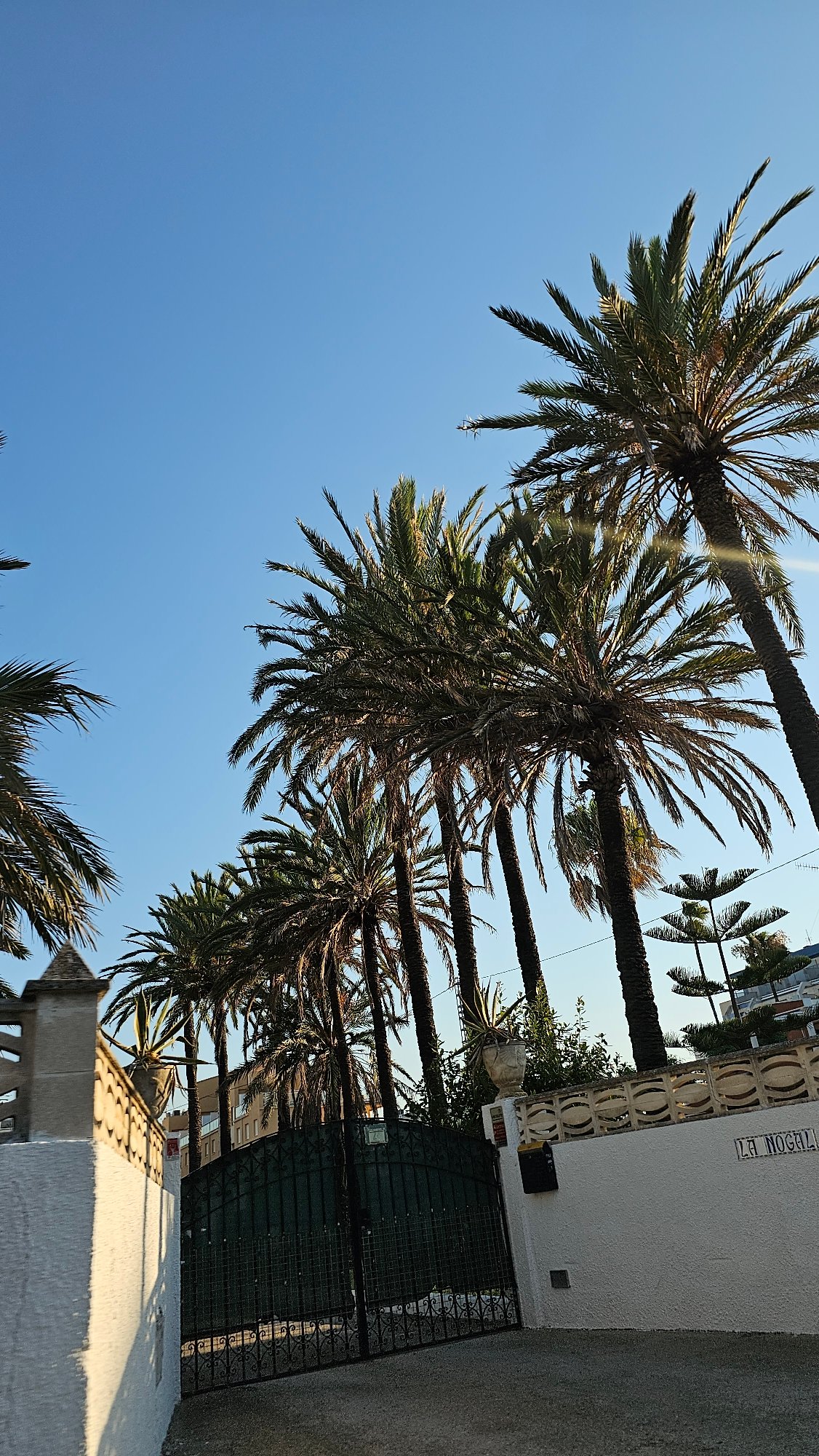 Palm-lined streets and everyday scenes in Les Marines, Spain