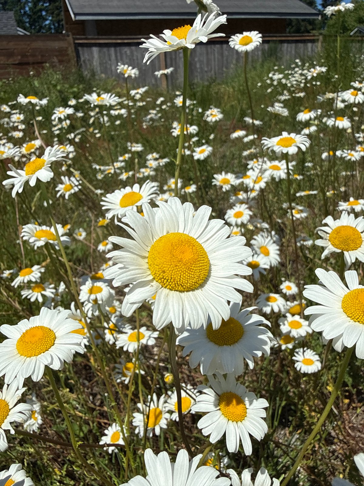 Daisy field blooms under blue skies in Graham