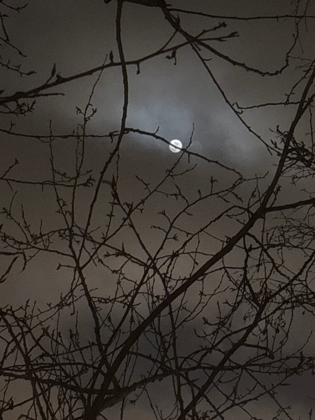 Moon visible through bare branches in Saint Petersburg
