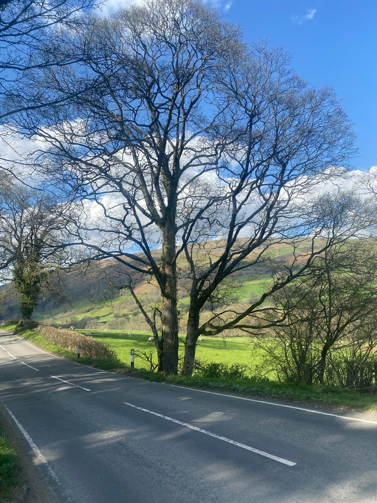 Bare tree documented beside rural road in Welsh village