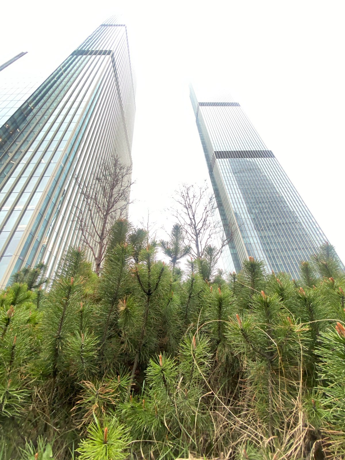 Glass skyscrapers photographed through pine tree in Moscow