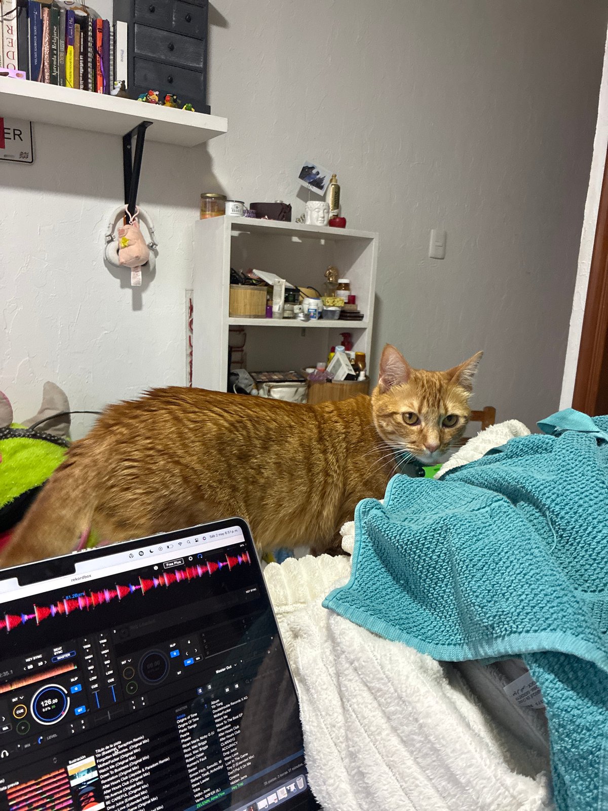 Orange cat poses near music laptop in Mexico City