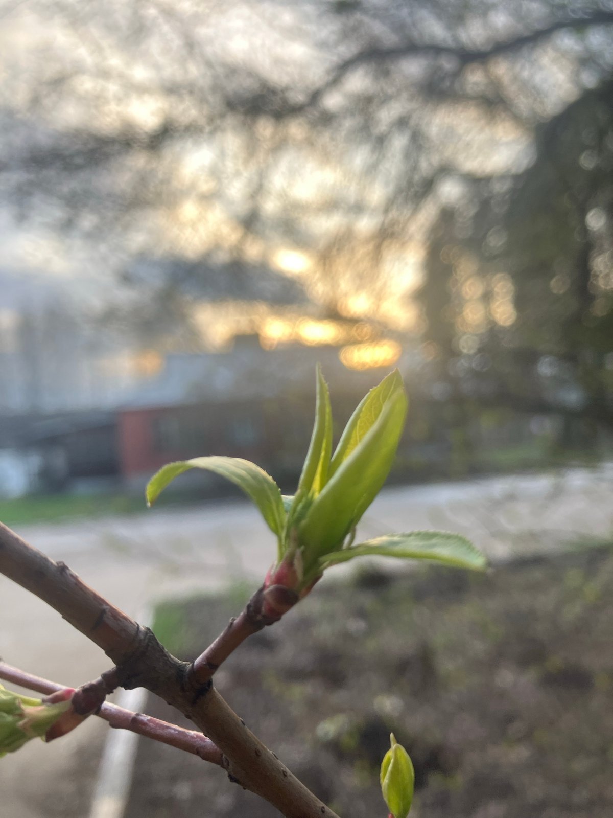 Spring scenes documented in Noviy, Russia during brief afternoon period
