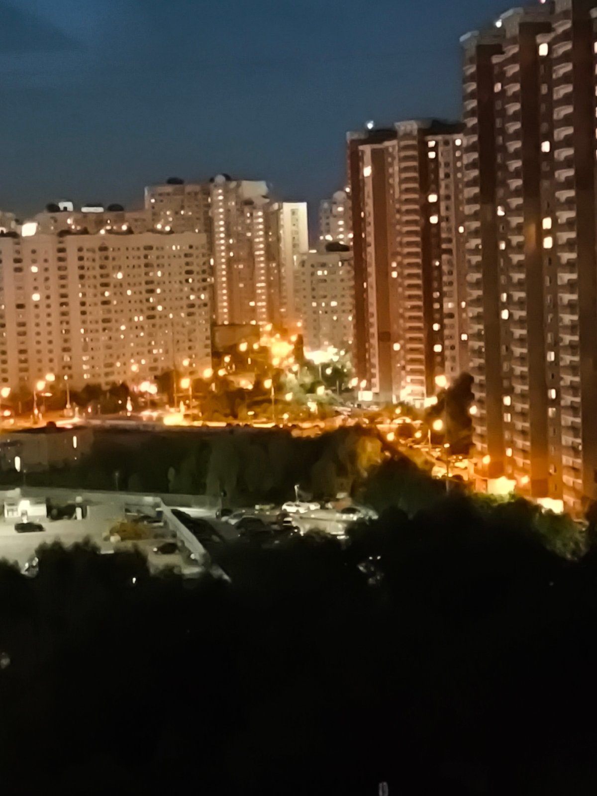 Scottish Fold by the window, city glowing outside at night