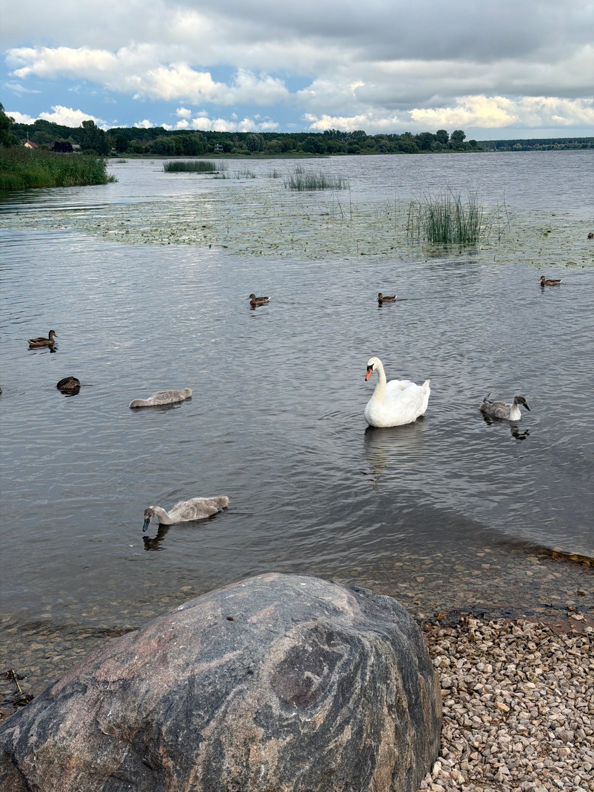 Swans and ducks share a calm Riga lake on an overcast day