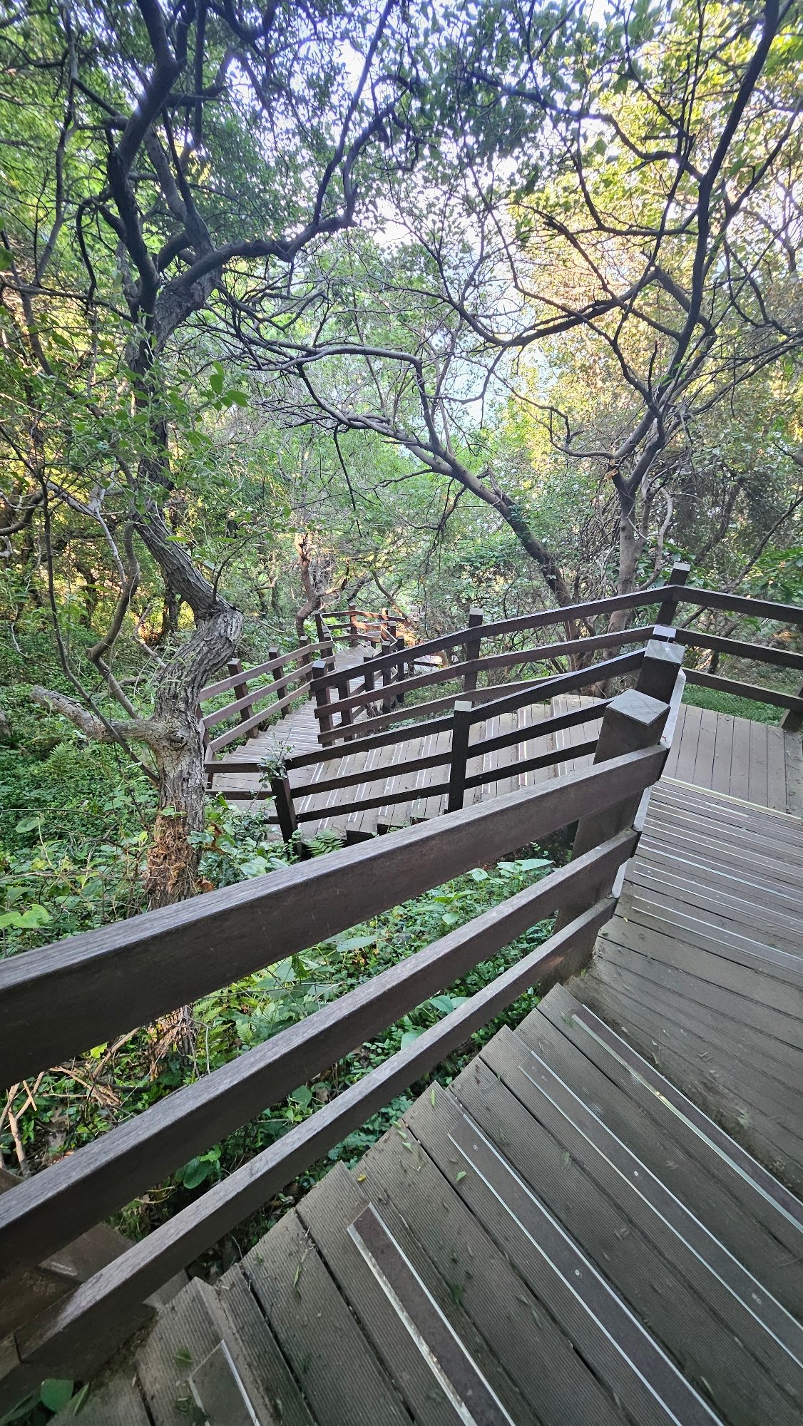 Wooden boardwalk captured winding through green forest in Busan