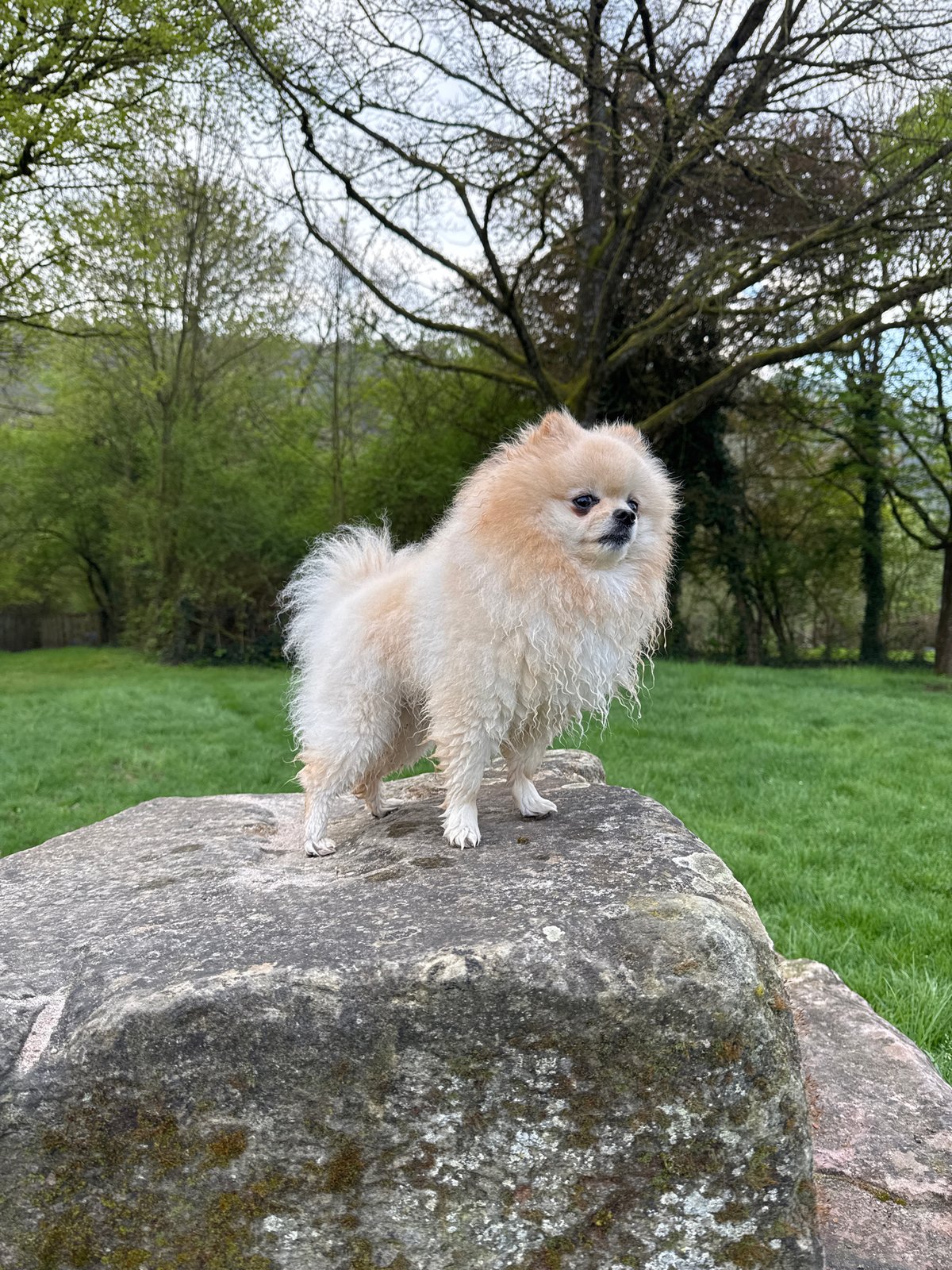 Small dog spotted in multiple locations in German town