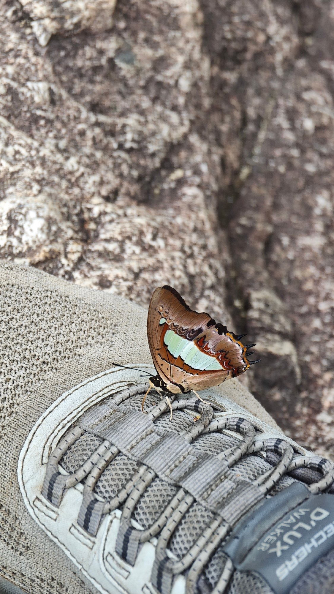 Morning tea break at Vietnamese waterfall draws butterfly visitor