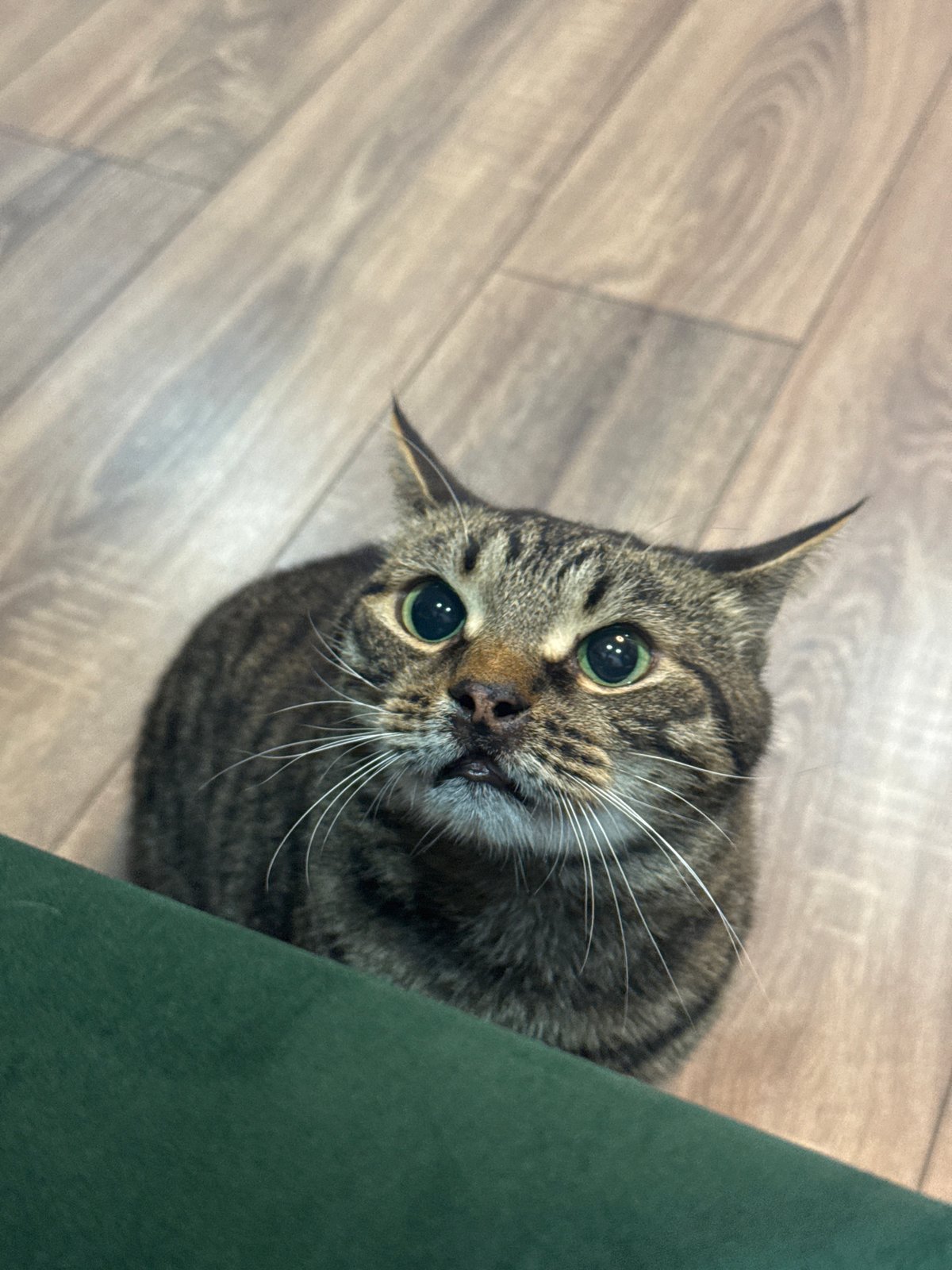 Tabby cat photographed indoors in Chernushka, Russia