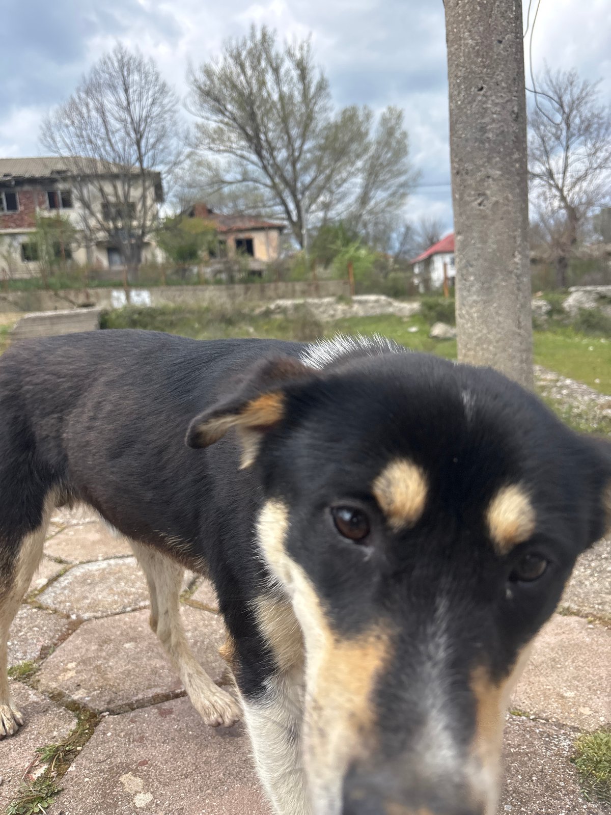 Dog photos and casual moments captured in Bulgarian villages