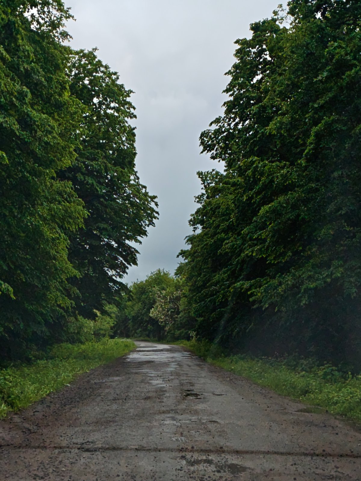 Wet rural road captured after rain in Khrinivka, Ukraine