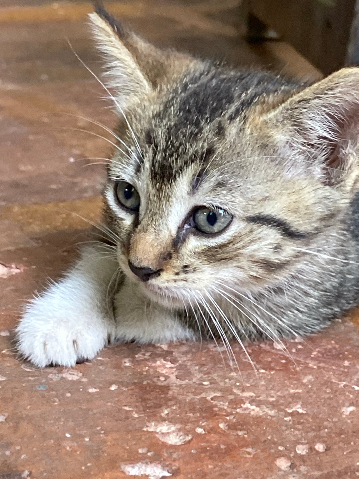 Kitten and outdoor selfie captured in Los Velásquez, Venezuela