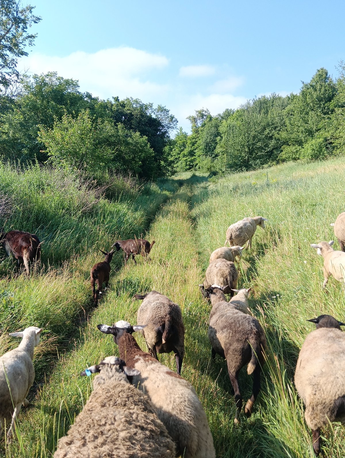 Mixed flock grazes and moves across sunny rural hillsides