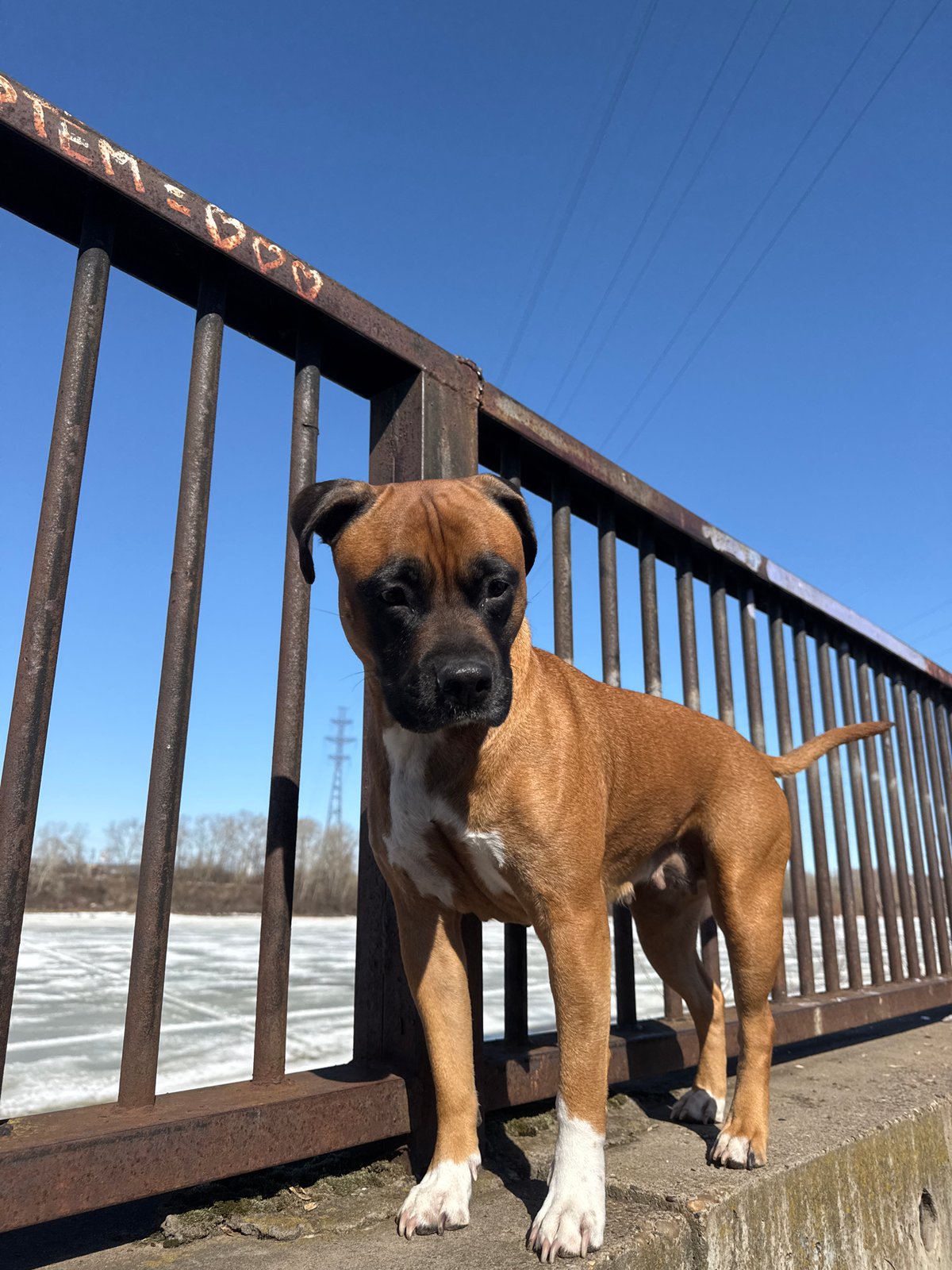 Brown boxer dog spotted around Chaikovsky, Russia