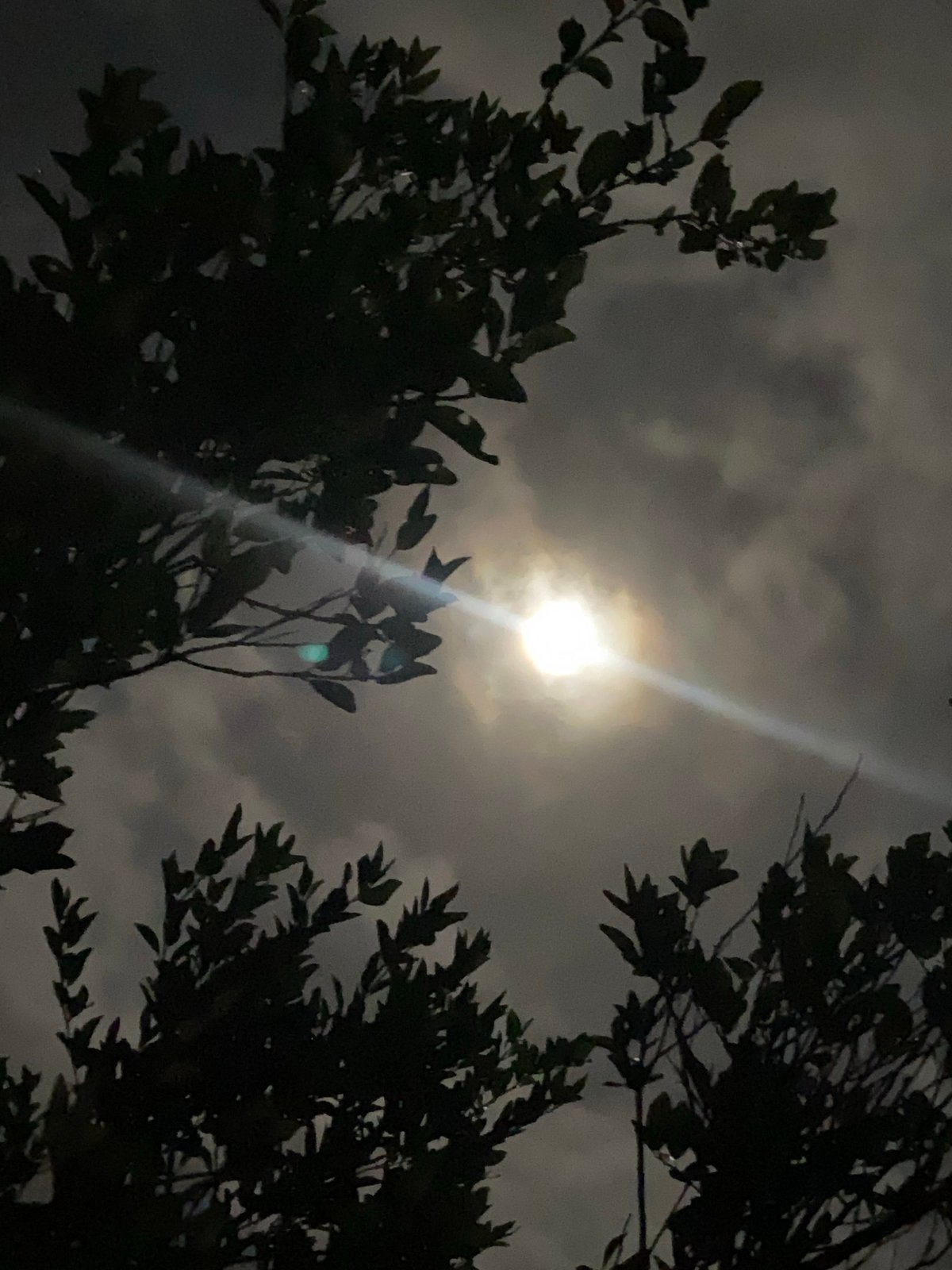 Bright moon illuminates night sky through trees in Venezuela