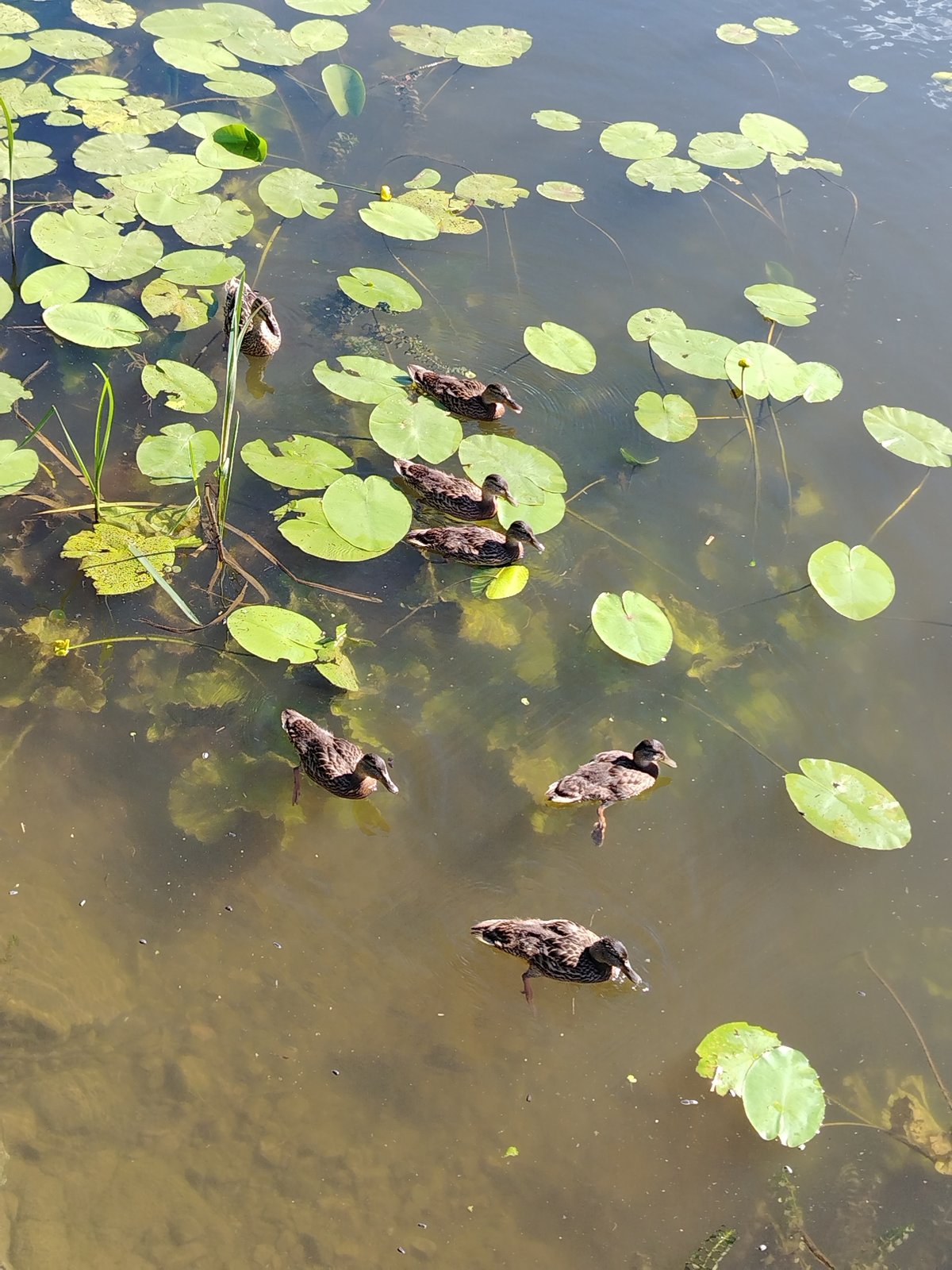 Ducks and ducklings among lily pads on a Russian pond