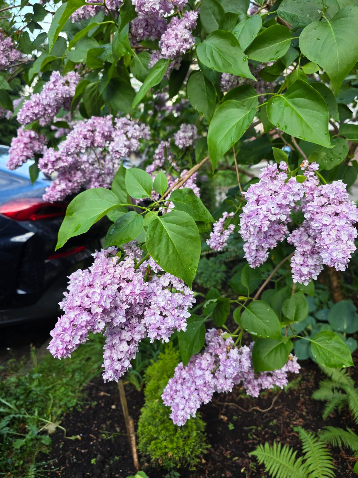 Lilac tree blooms captured in full flower in Kaliningrad