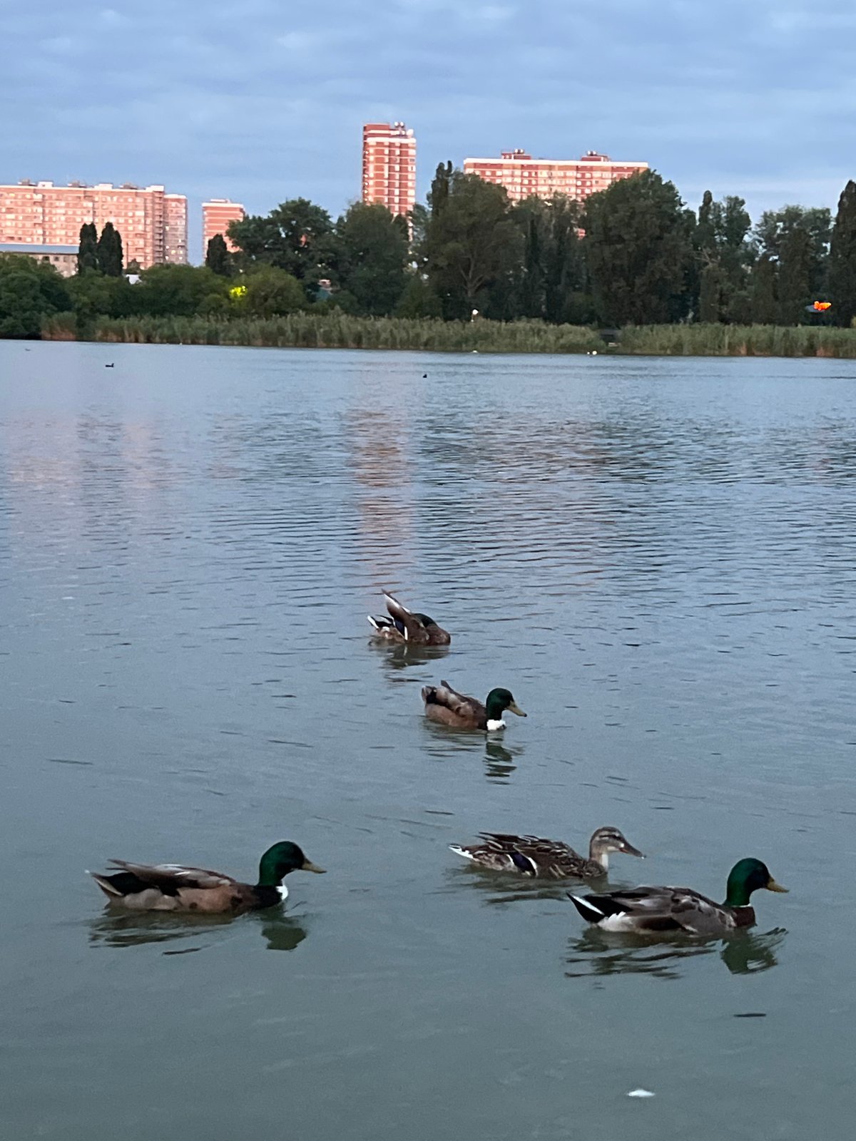 Krasnodar park at dusk: rides, waterfront, and summer crowds