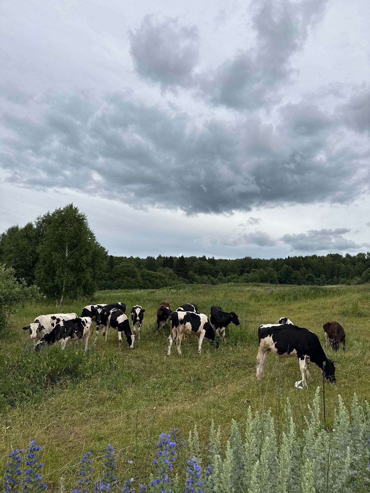 Family day out among grazing herds in rural Ural countryside