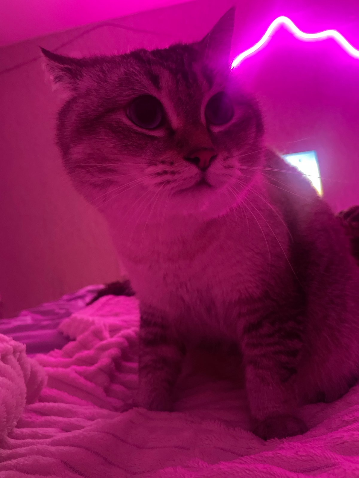 Cats and a rabbit chilling at home under neon light