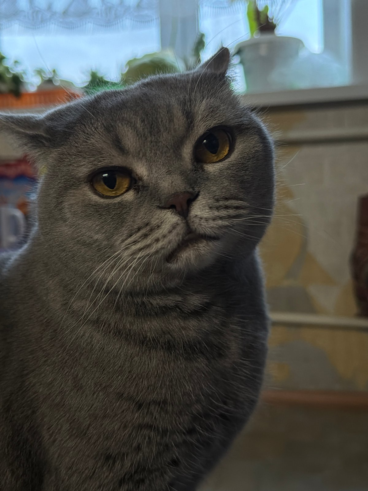 Grey cat photographed multiple times in Perm, Russia