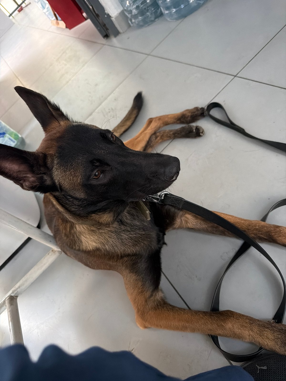 Two working dogs chilling in a Rostov utility room