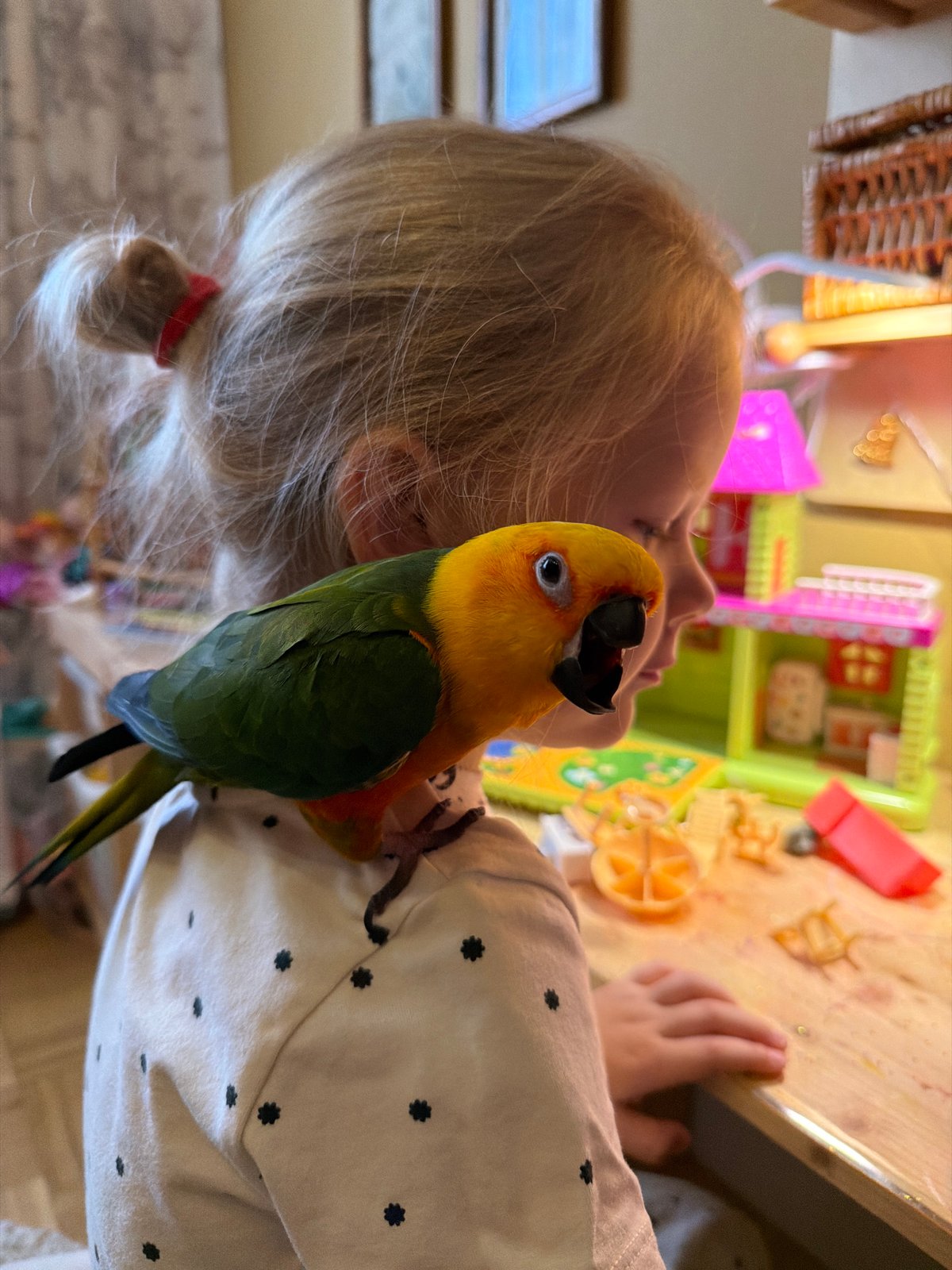 Parrot on a shoulder and daisies blooming in a Khimki garden