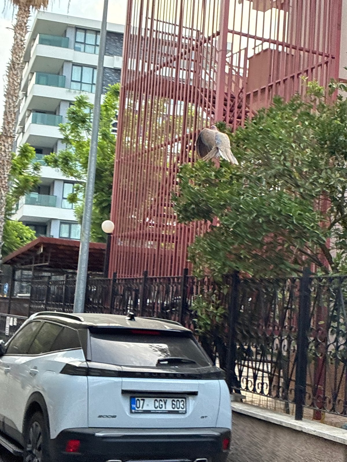 Grey cats and Alanya streets on a quiet July morning