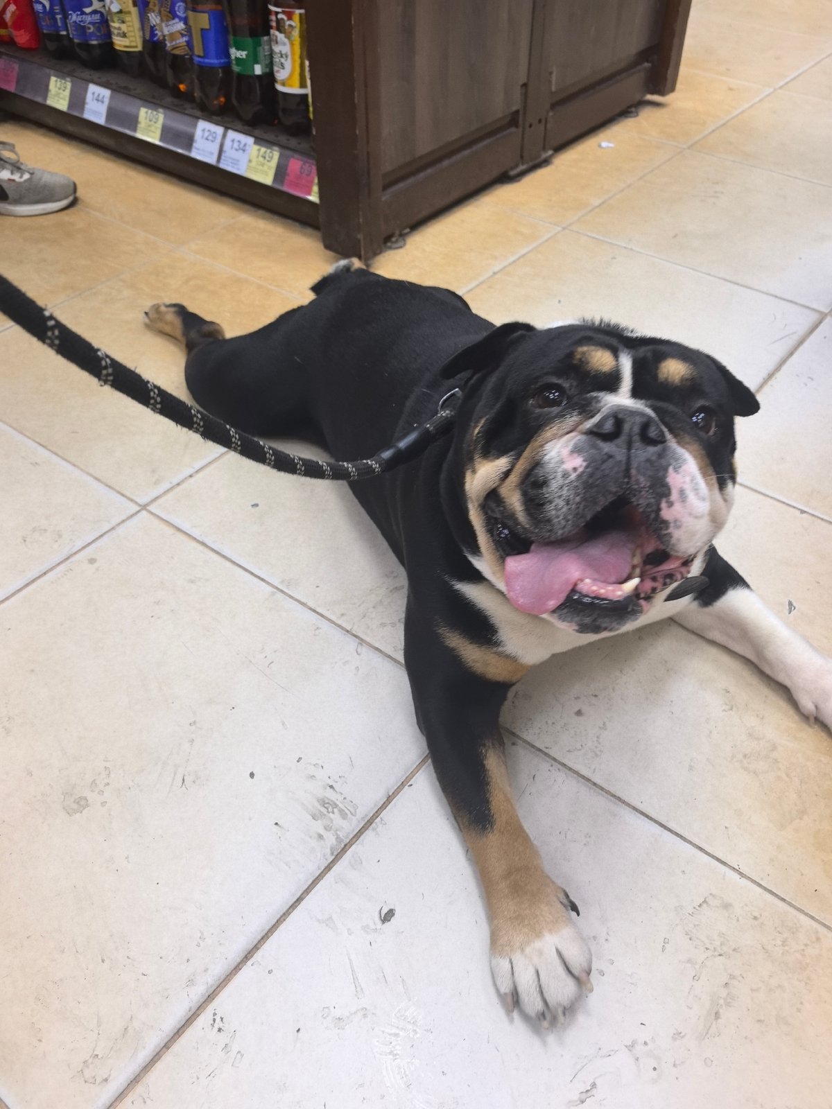 Bulldog takes a break on the floor of a Nizhny Novgorod shop