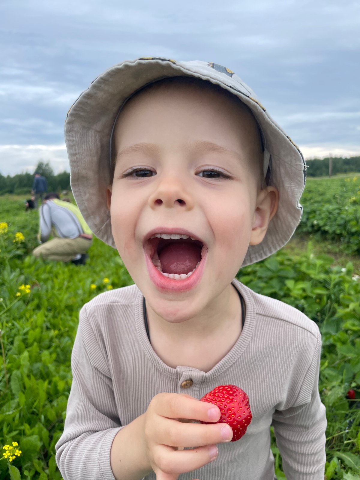 Picking ripe strawberries in a Foteni field on a cloudy morning