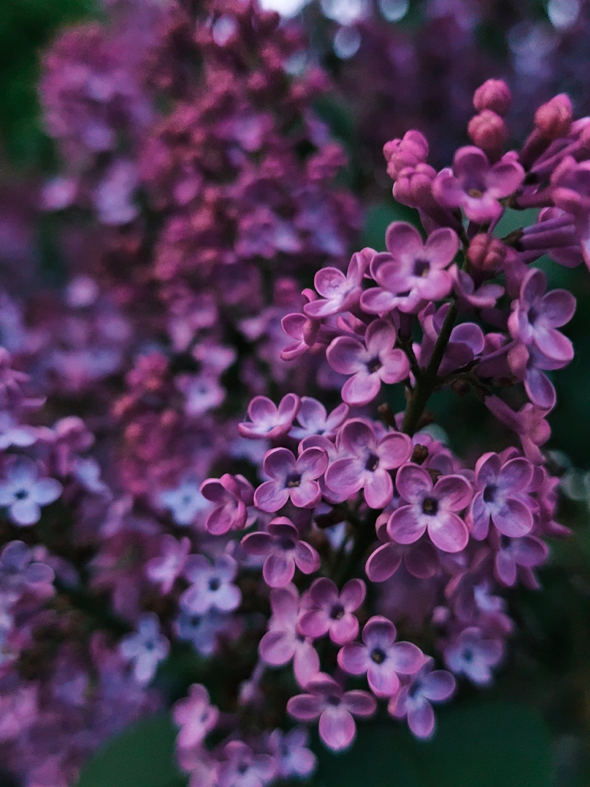 Spring blooms documented in Parkhomivka, Ukraine during evening hours
